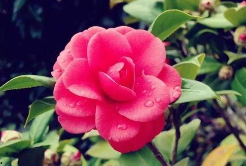 娱乐吃瓜酱山茶花,揭秘山茶花的神秘魅力  第2张